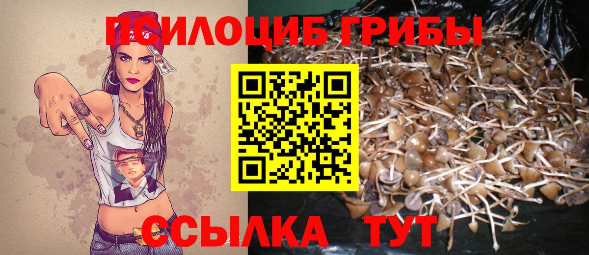 Галлюциногенные грибы Psilocybine cubensis Курган